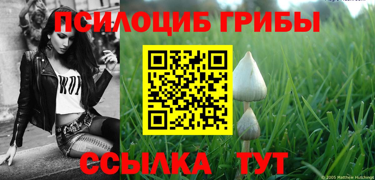 Псилоцибиновые грибы Cubensis Саратов